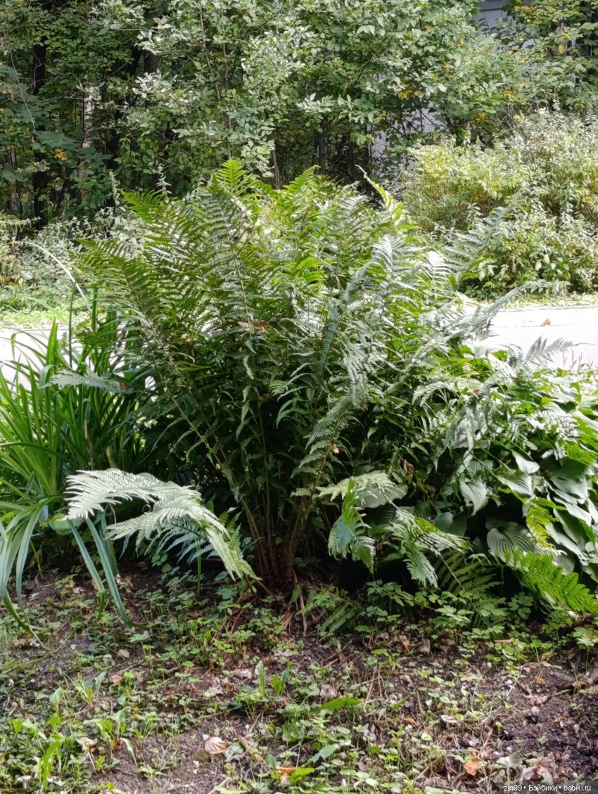 Измайловский парк и куклы | Бэйбики Измайловский парк и куклы (фото 4)