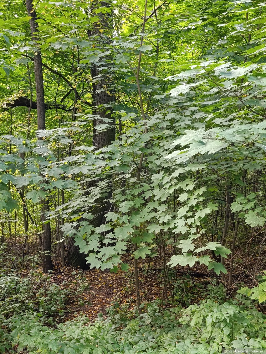 Измайловский парк и куклы | Бэйбики Измайловский парк и куклы (фото 5)