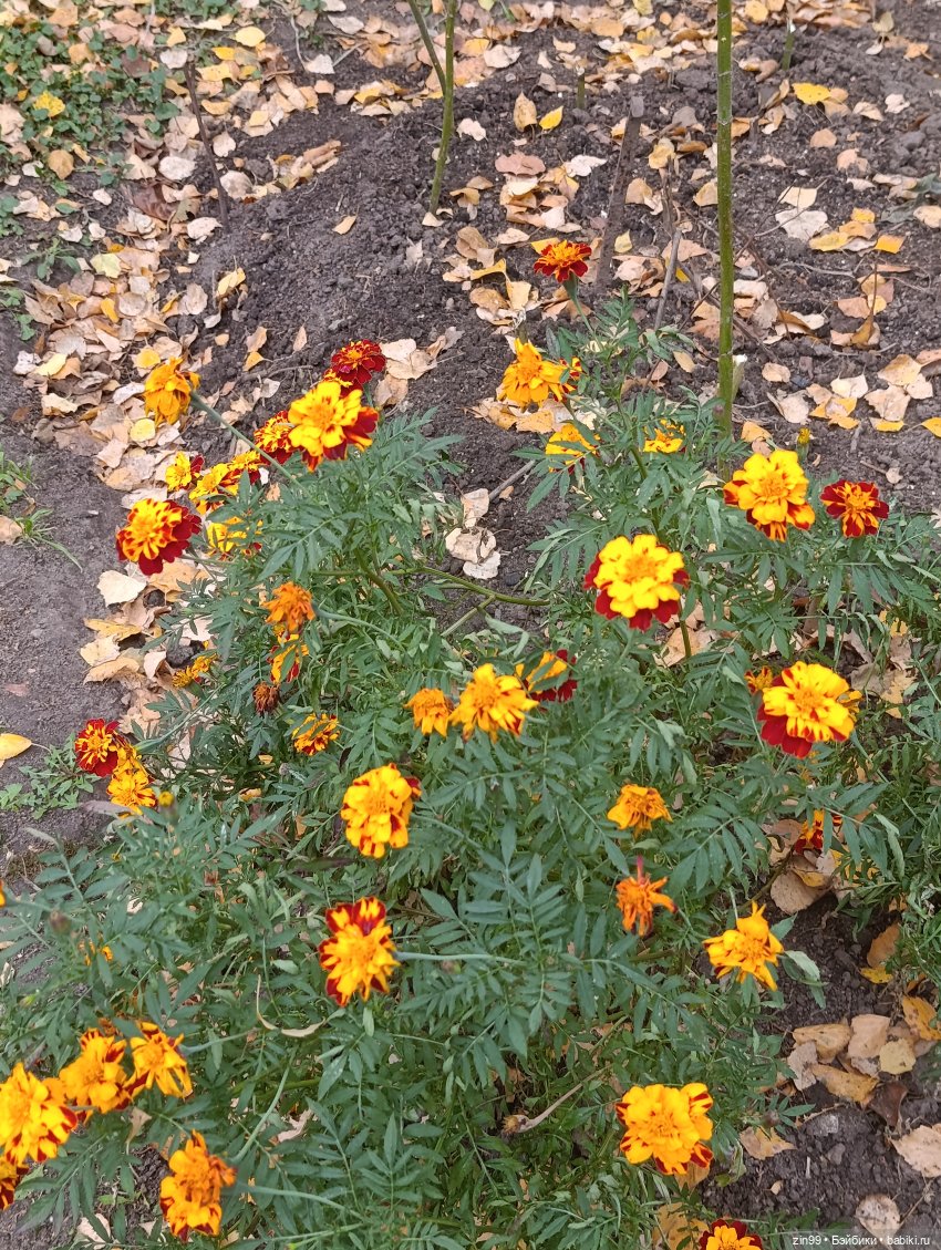 Московская осень и девочка