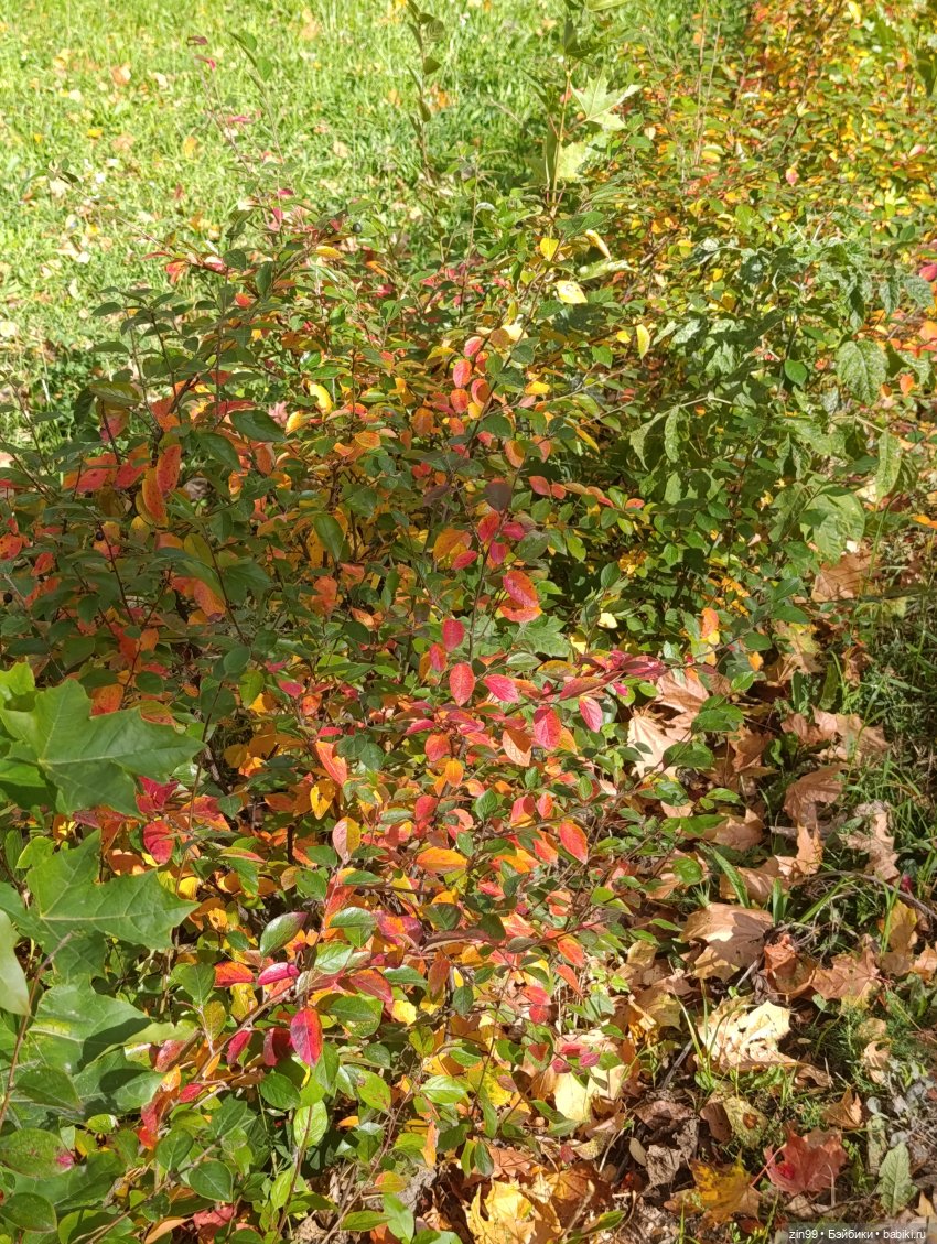 Московская осень и девочка