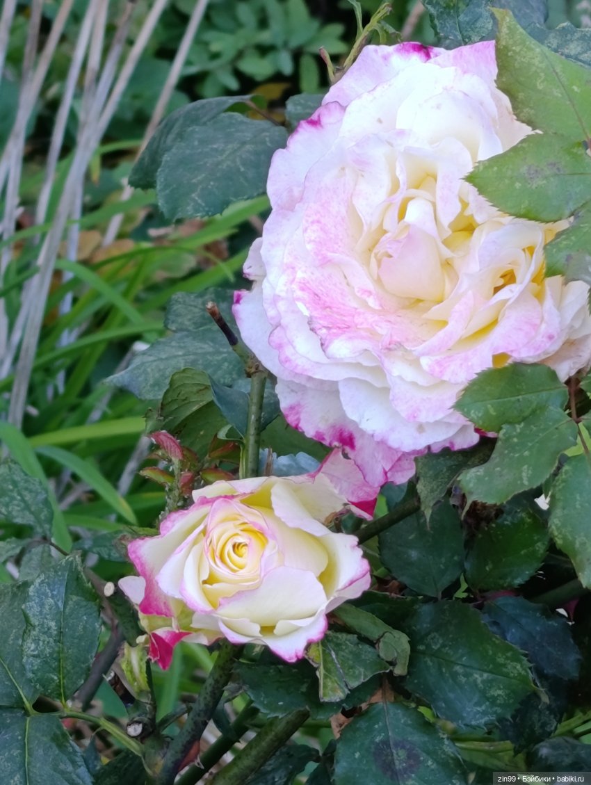 Баболи и осень на районе — Куклы Baboliy (Баболи