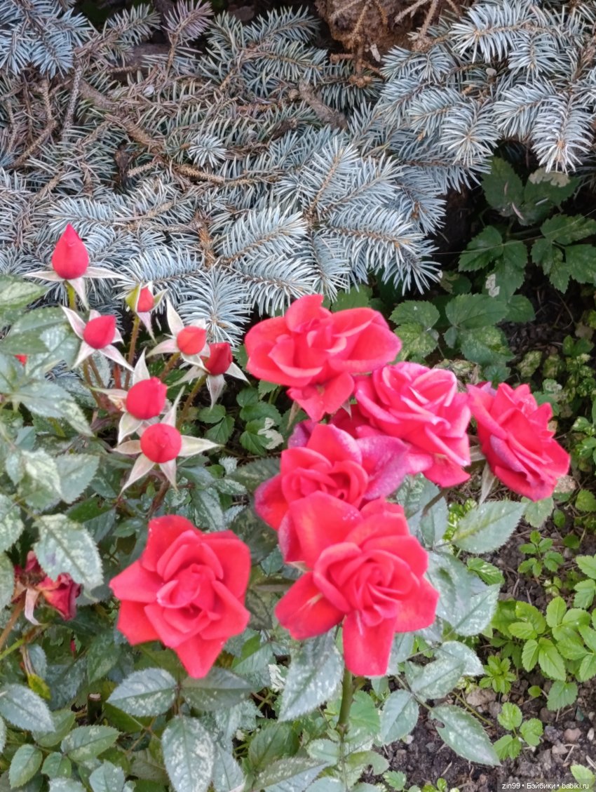 Баболи и осень на районе — Куклы Baboliy (Баболи