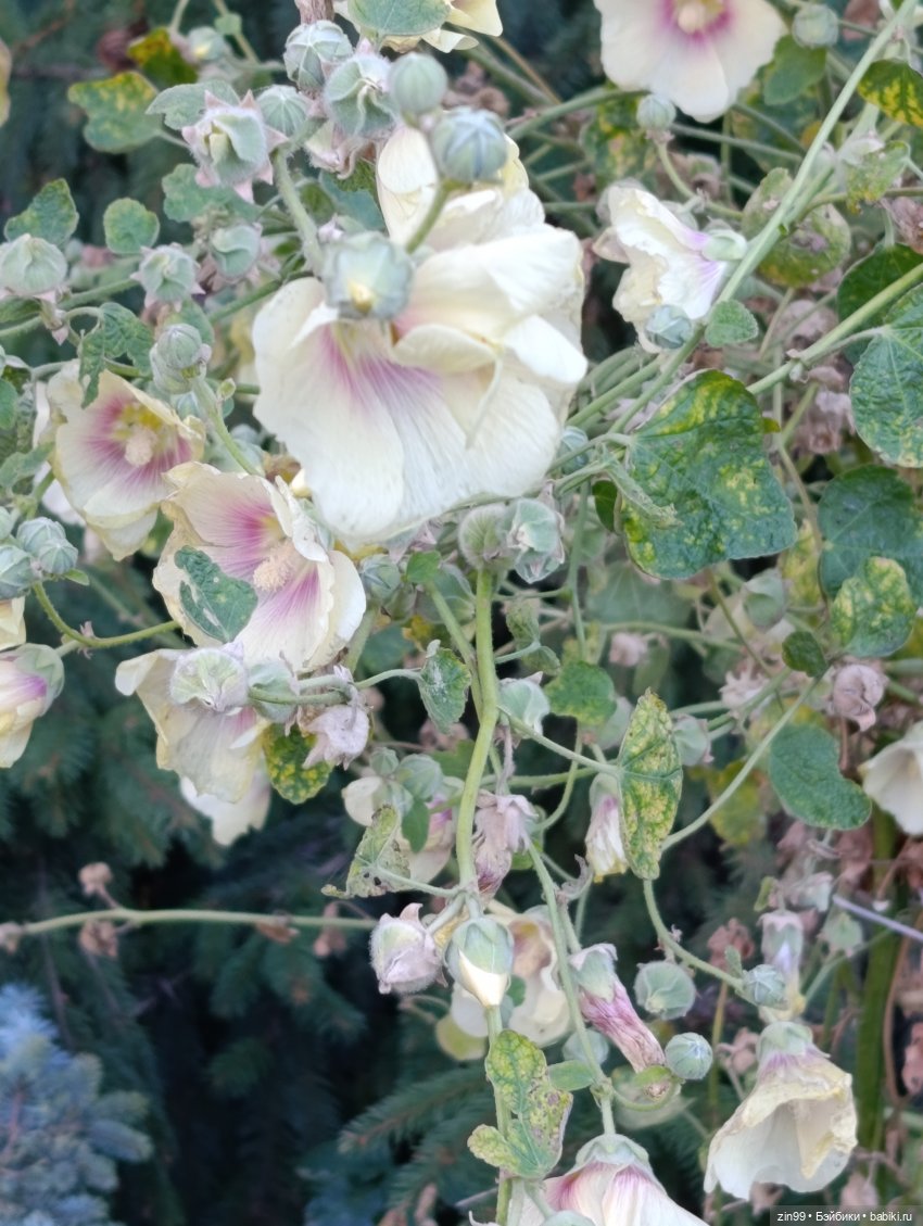 Баболи и осень на районе — Куклы Baboliy (Баболи