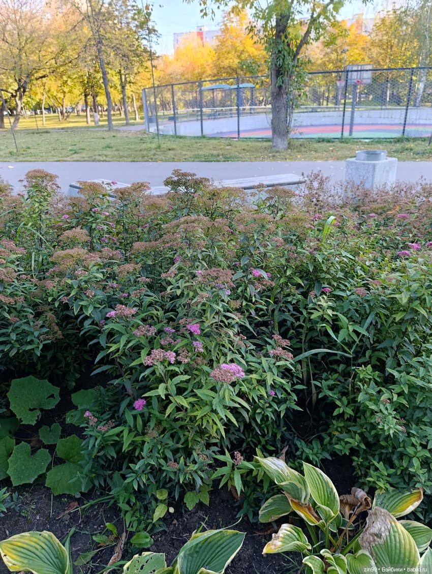 Баболи и осень на районе — Куклы Baboliy (Баболи (фото 2)