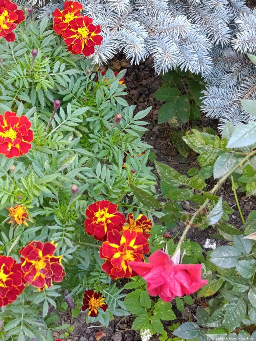 Баболи и осень на районе — Куклы Baboliy (Баболи