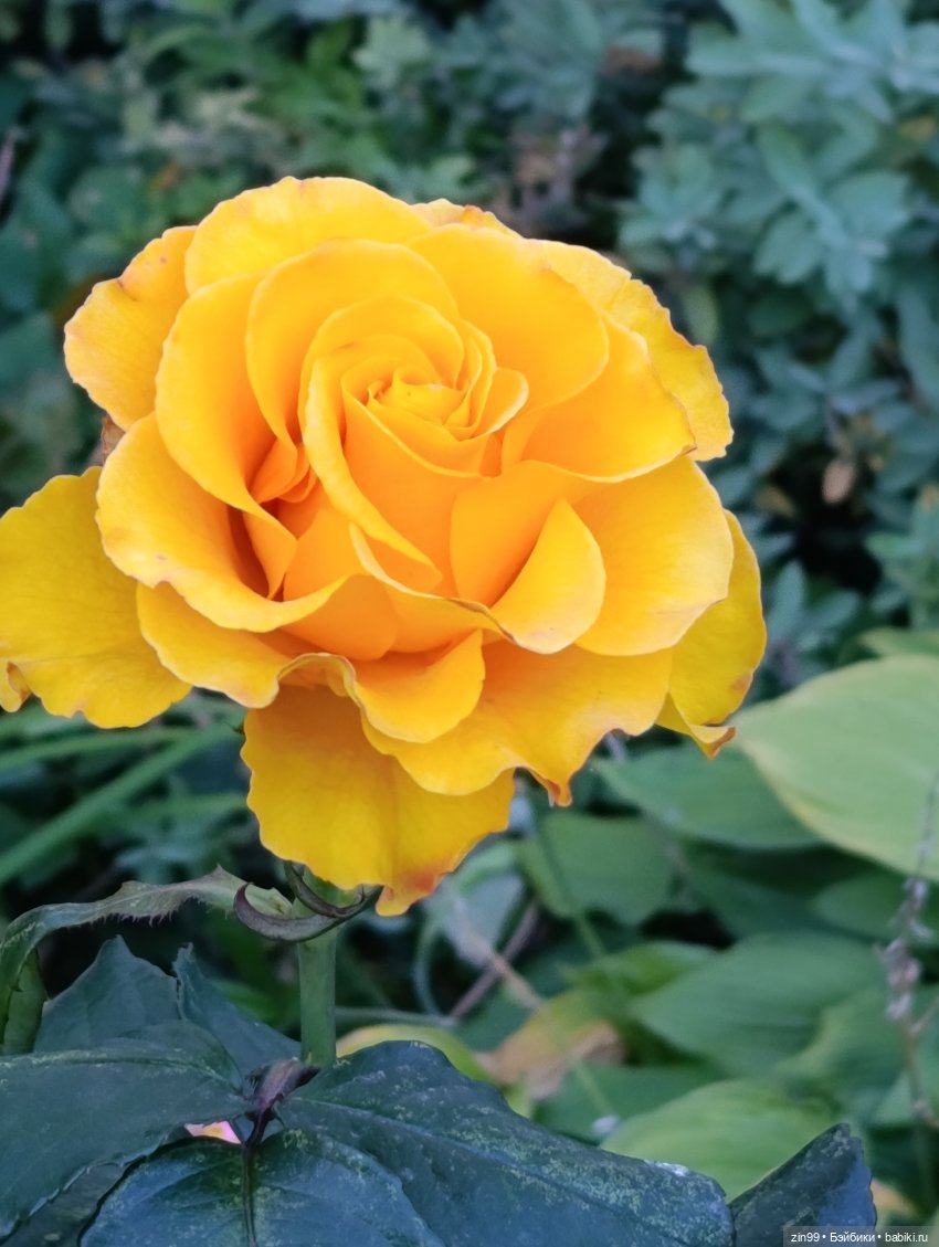 Баболи и осень на районе — Куклы Baboliy (Баболи