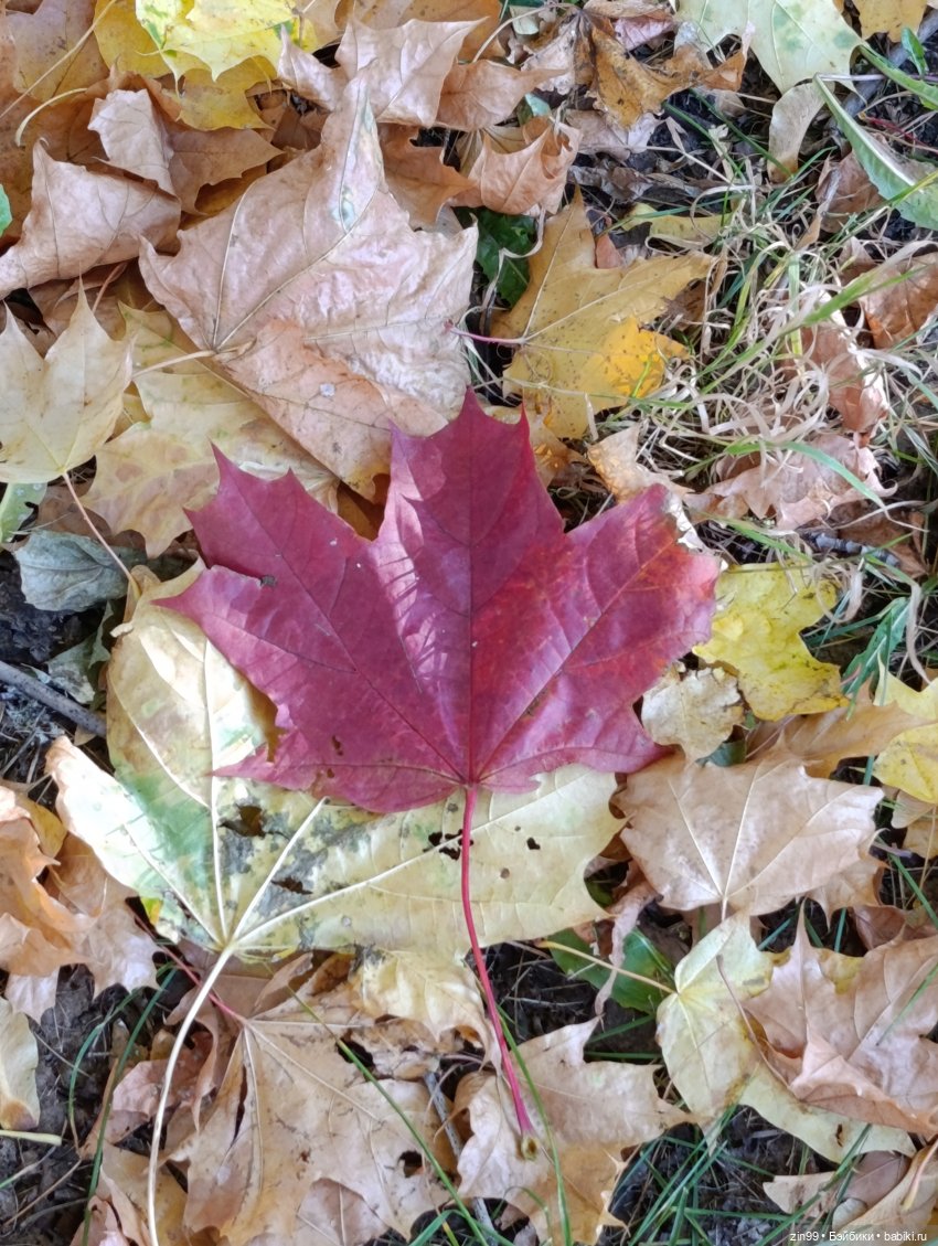 Баболи и осень на районе — Куклы Baboliy (Баболи