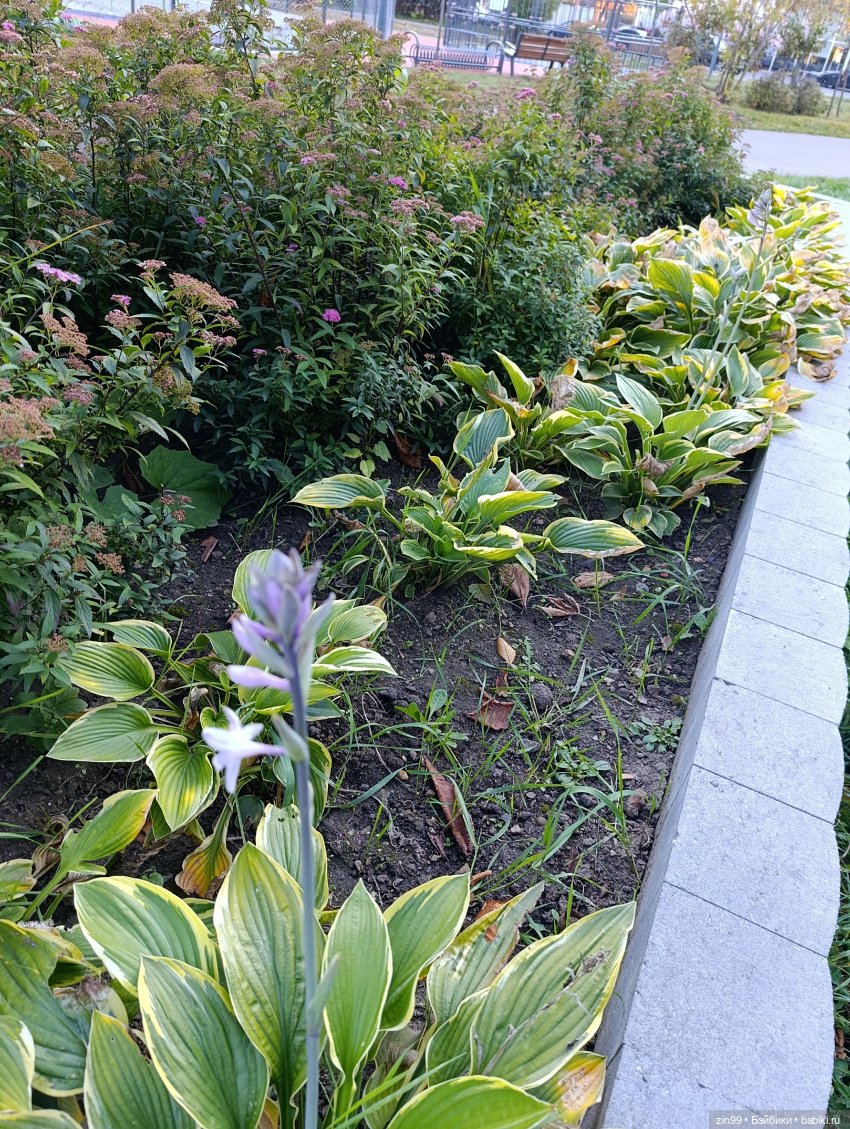 Баболи и осень на районе — Куклы Baboliy (Баболи (фото 4)