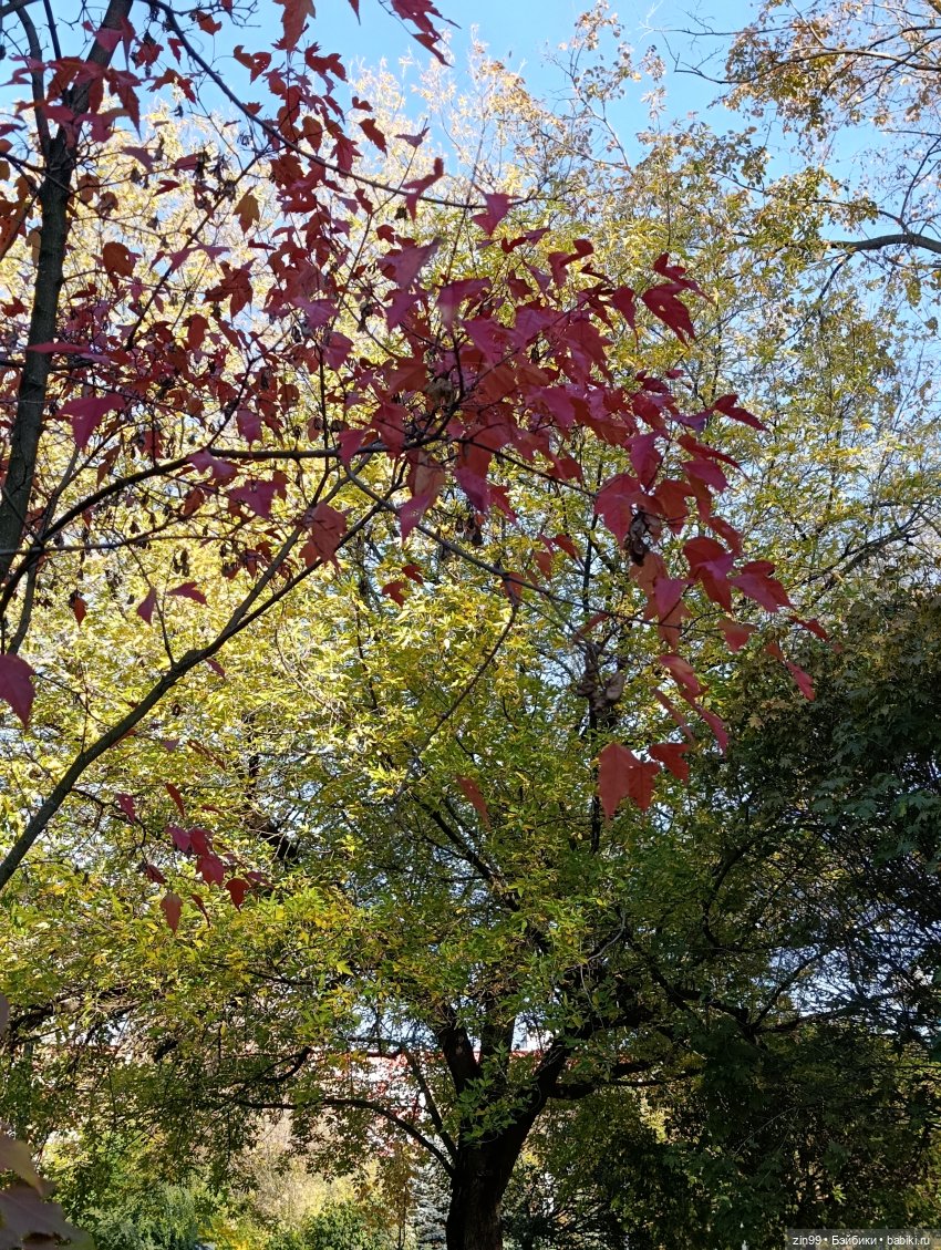 Баболи и осень на районе — Куклы Baboliy (Баболи