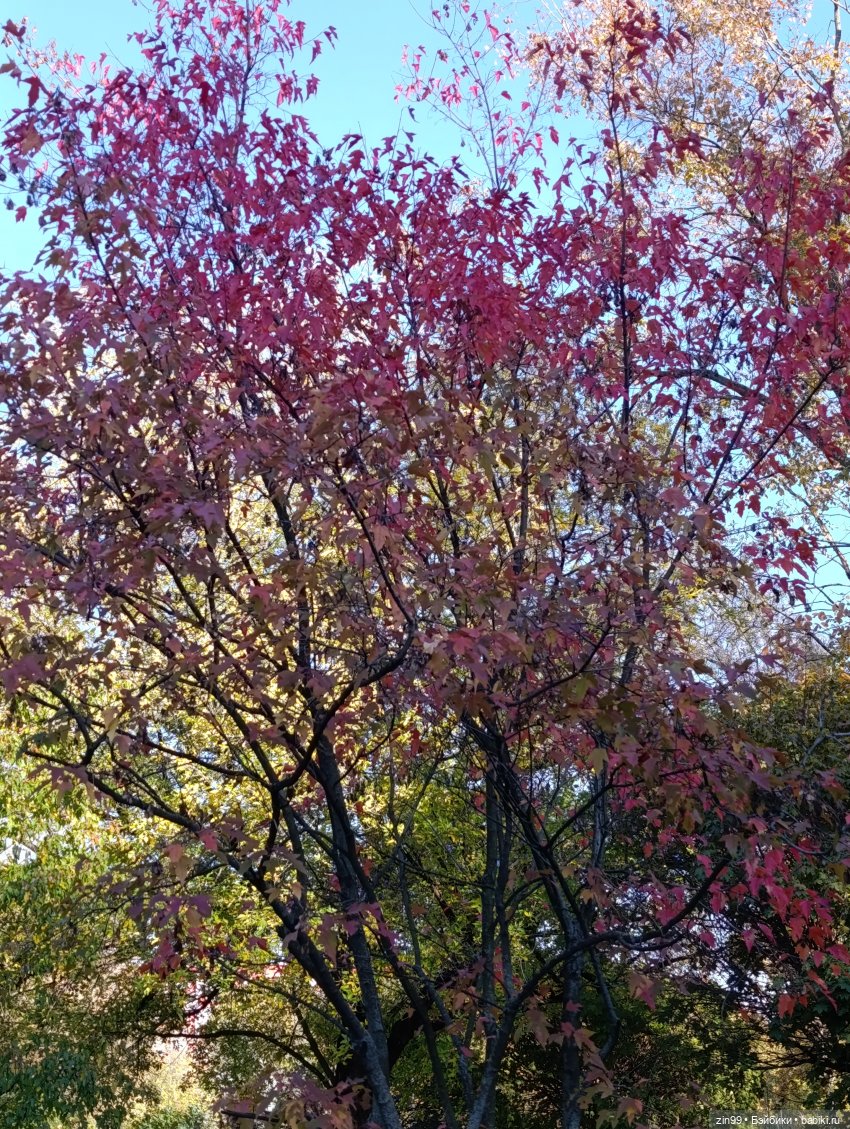 Баболи и осень на районе — Куклы Baboliy (Баболи