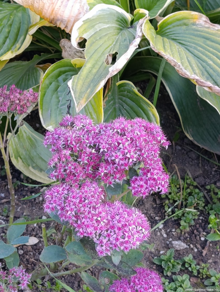 Баболи и осень на районе — Куклы Baboliy (Баболи (фото 7)