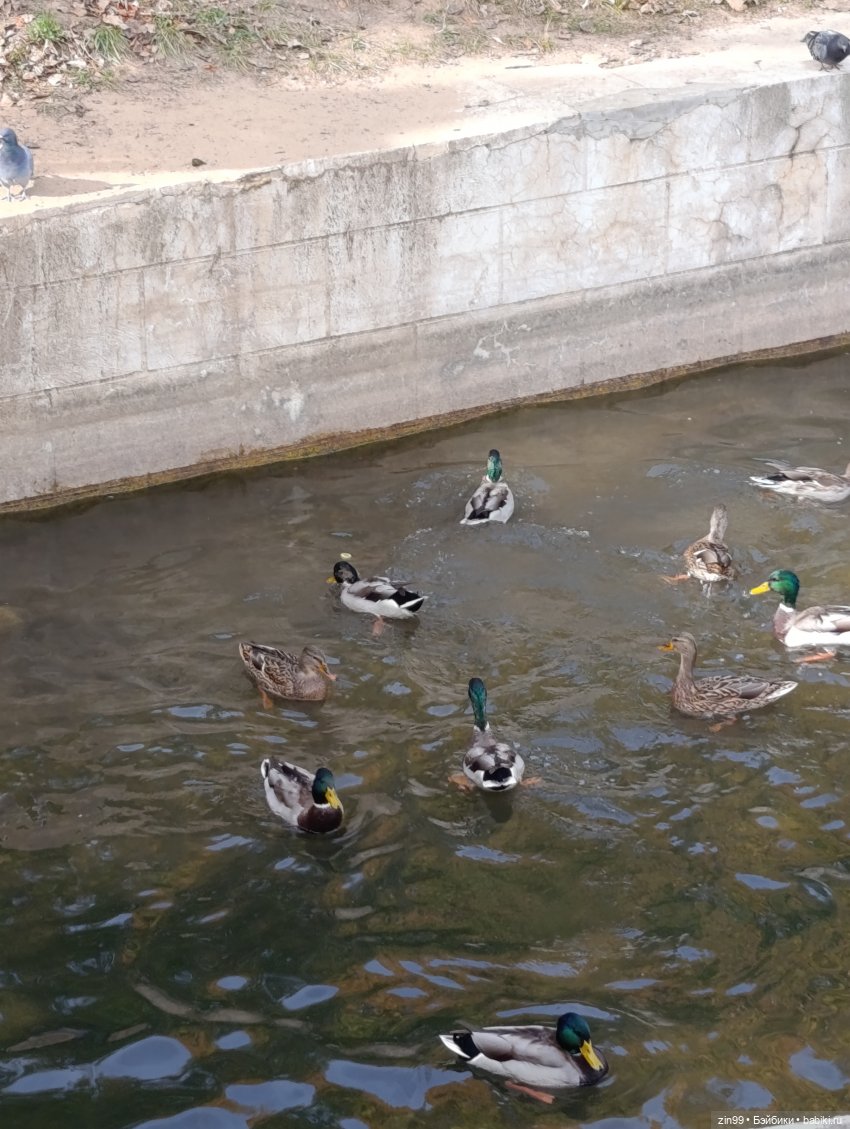 Куклы Kidz'n'Cats и прогулка