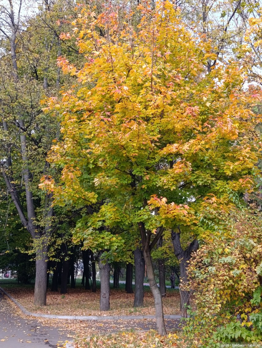 Куклы Kidz'n'Cats и прогулка