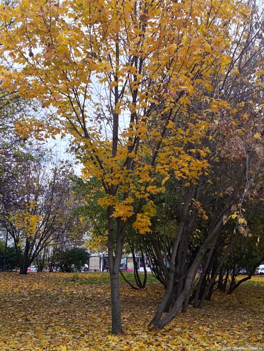 Куклы Kidz'n'Cats и прогулка