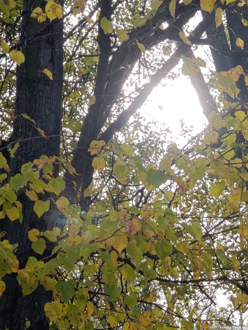 Куклы Kidz'n'Cats и прогулка