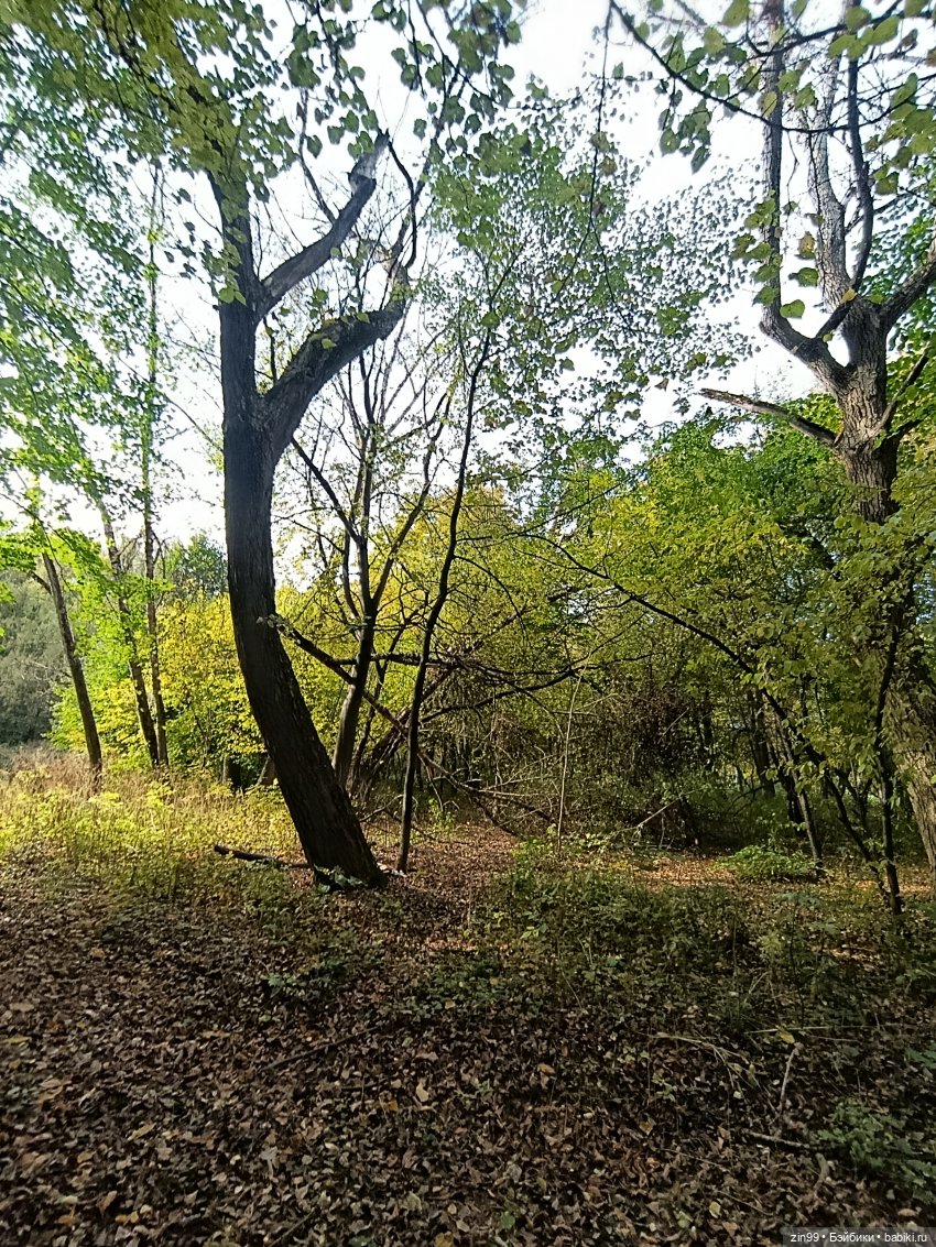 Куклы Kidz'n'Cats и прогулка