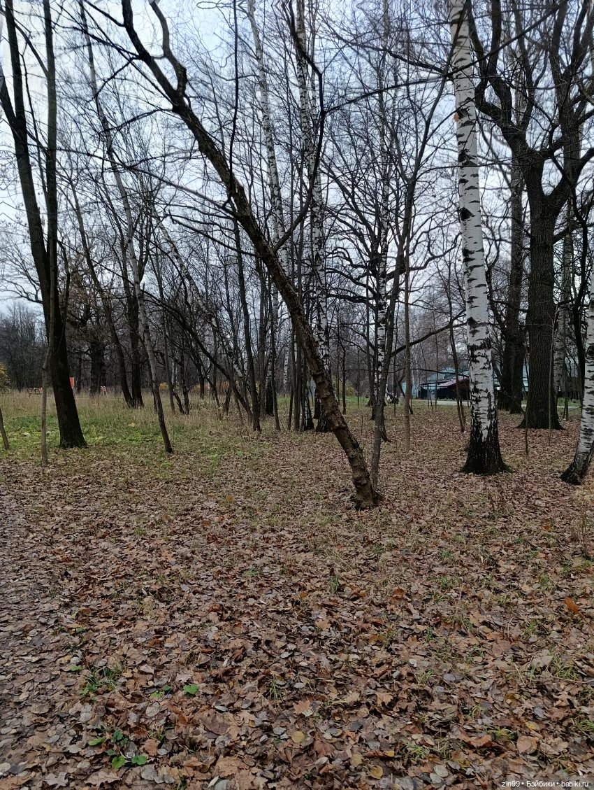 Kimmon или прогулка в лесопарке