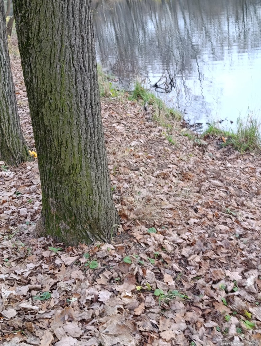 Kimmon или прогулка в лесопарке