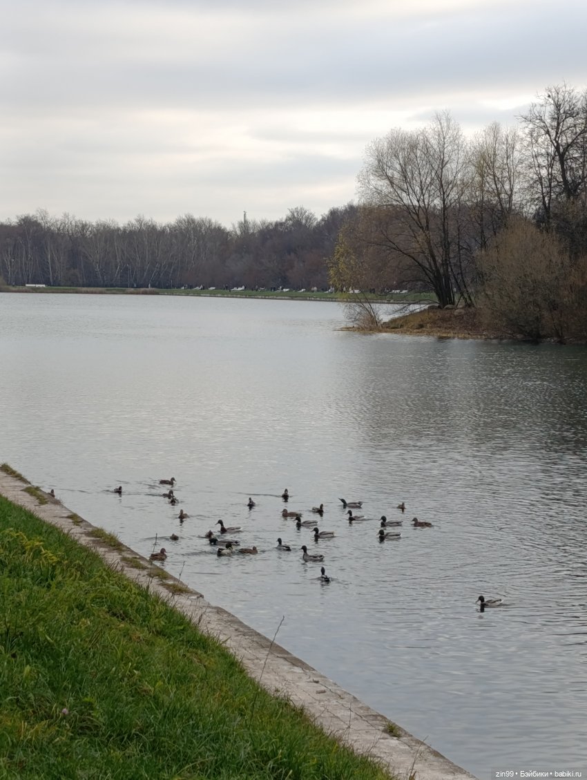 Kimmon или прогулка в лесопарке