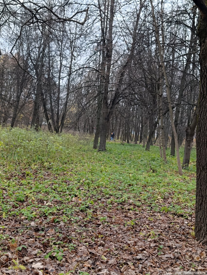 Kimmon или прогулка в лесопарке