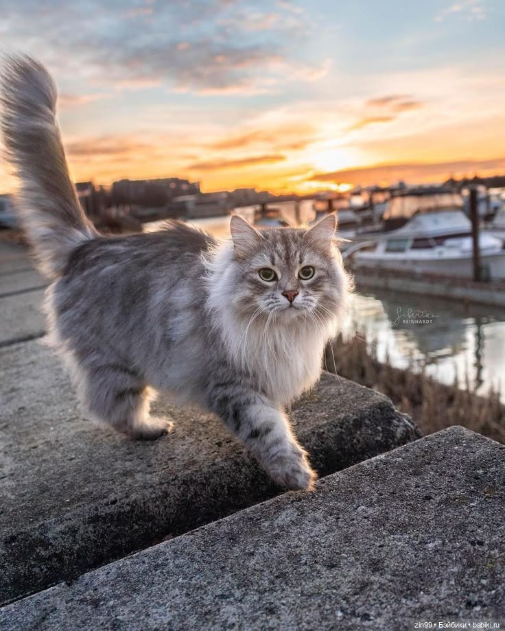День кошек в России | Бэйбики День кошек в России — В мире животных: смешные фото питомцев и зверей