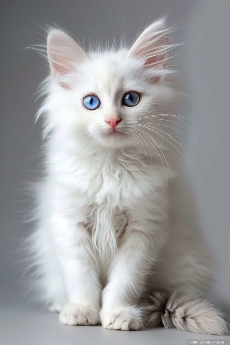 День кошек в России | Бэйбики День кошек в России — В мире животных: смешные фото питомцев и зверей