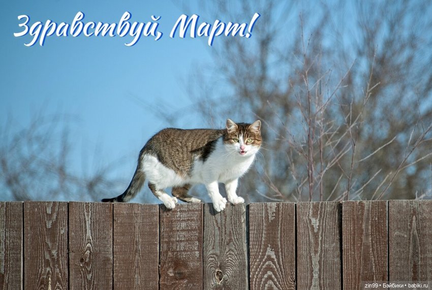 День кошек в России | Бэйбики День кошек в России — В мире животных: смешные фото питомцев и зверей