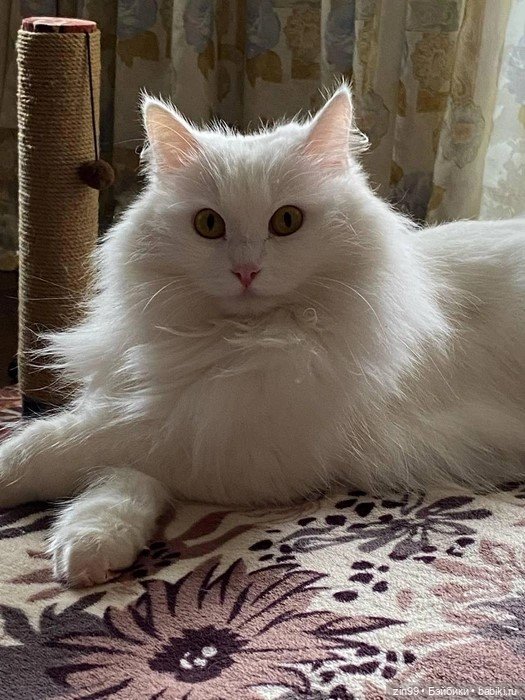 День кошек в России | Бэйбики День кошек в России — В мире животных: смешные фото питомцев и зверей