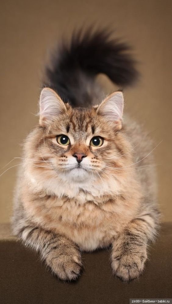 День кошек в России — В мире животных: смешные фото питомцев и зверей