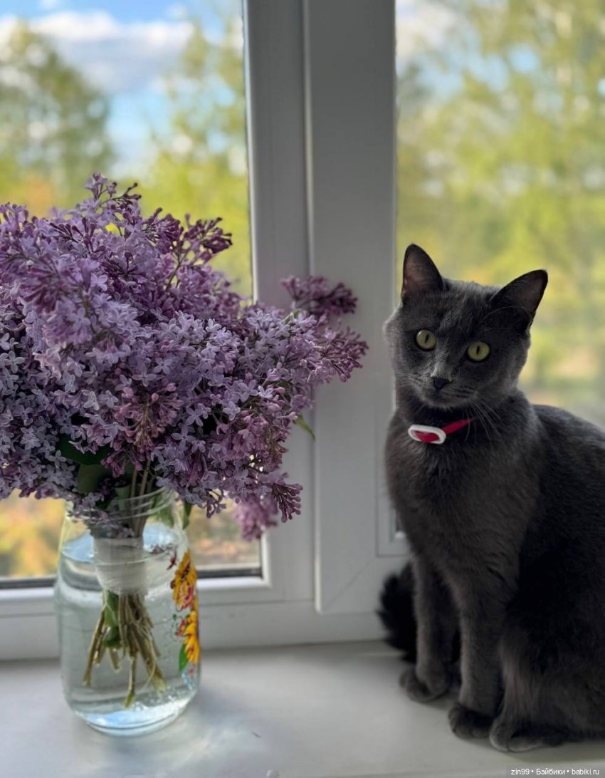 День кошек в России | Бэйбики День кошек в России — В мире животных: смешные фото питомцев и зверей