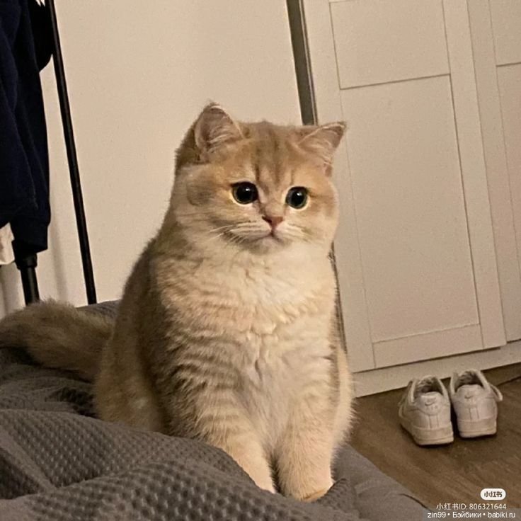 День кошек в России | Бэйбики День кошек в России — В мире животных: смешные фото питомцев и зверей (фото 7)