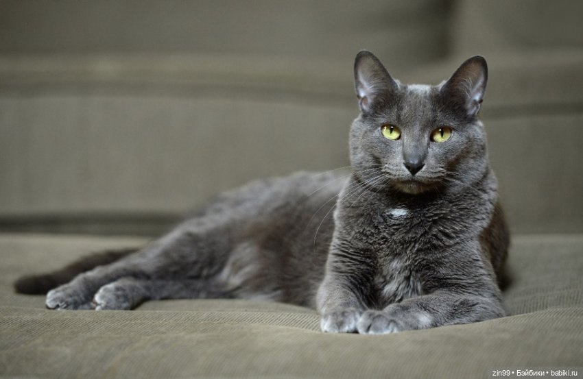 День кошек в России | Бэйбики День кошек в России — В мире животных: смешные фото питомцев и зверей