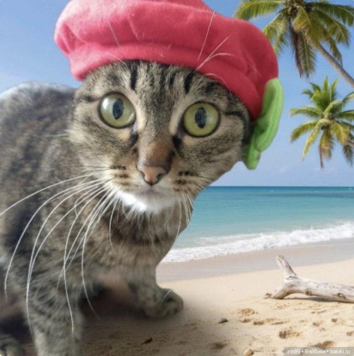 День кошек в России | Бэйбики День кошек в России — В мире животных: смешные фото питомцев и зверей