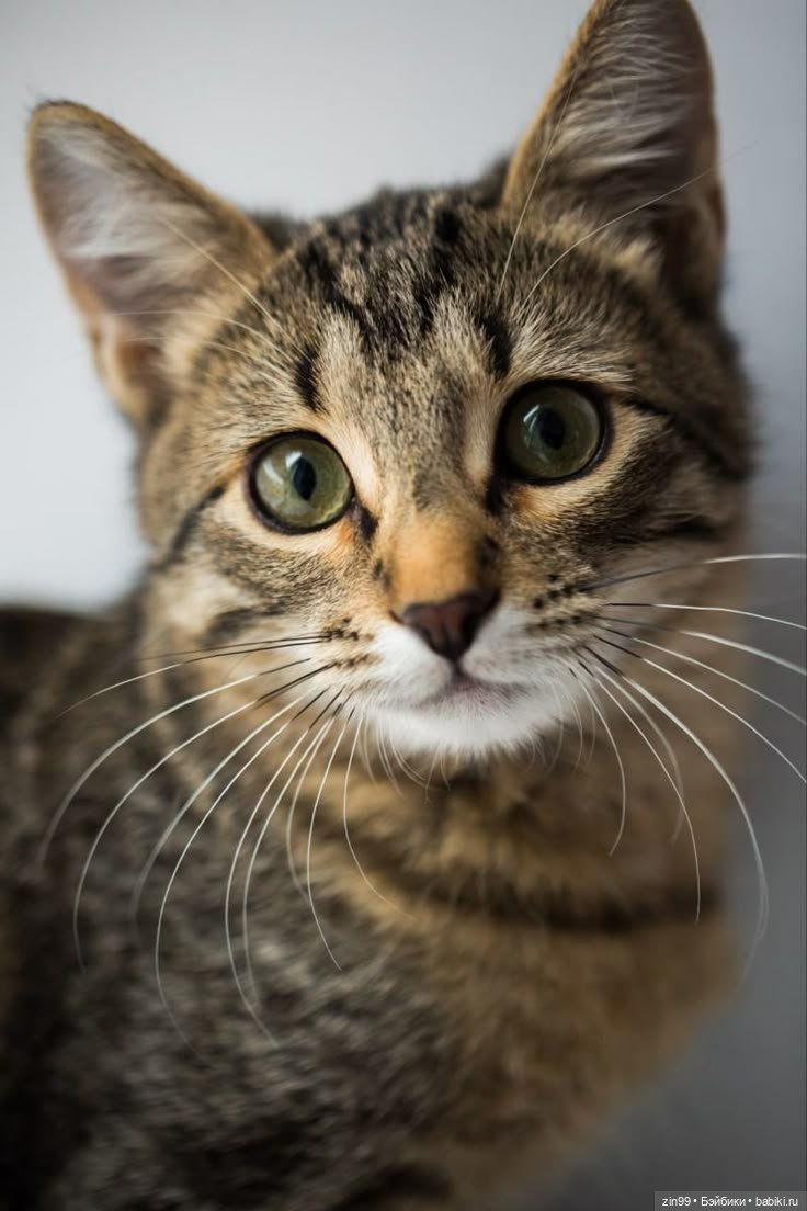 День кошек в России | Бэйбики День кошек в России — В мире животных: смешные фото питомцев и зверей