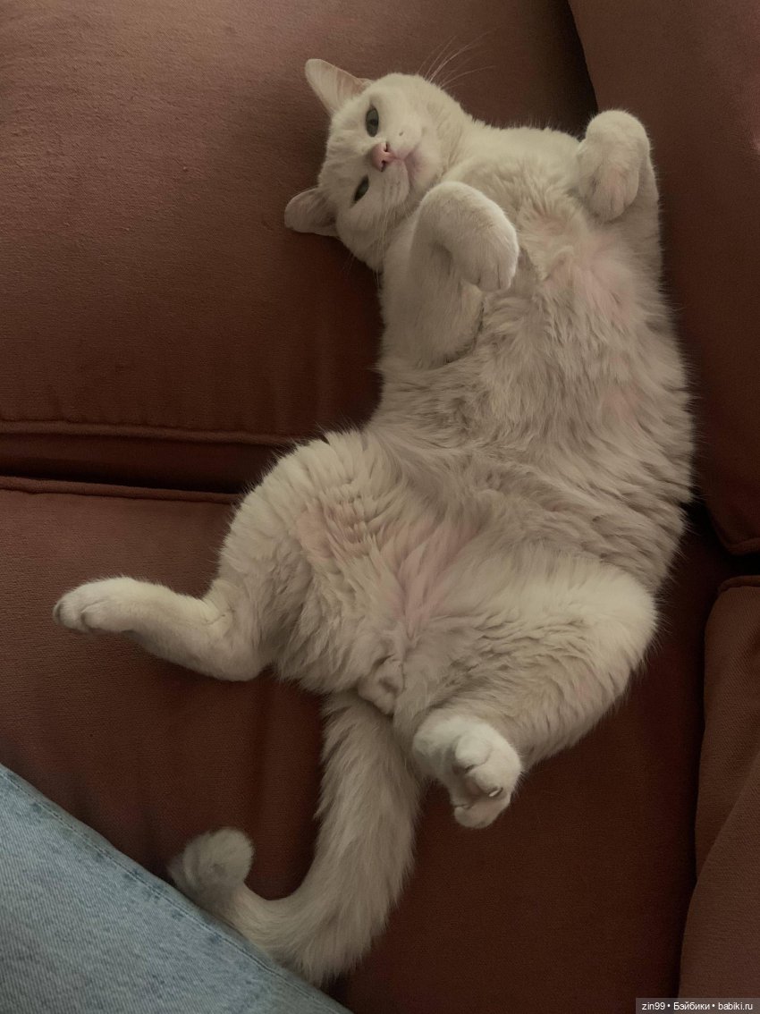День кошек в России | Бэйбики День кошек в России — В мире животных: смешные фото питомцев и зверей (фото 9)