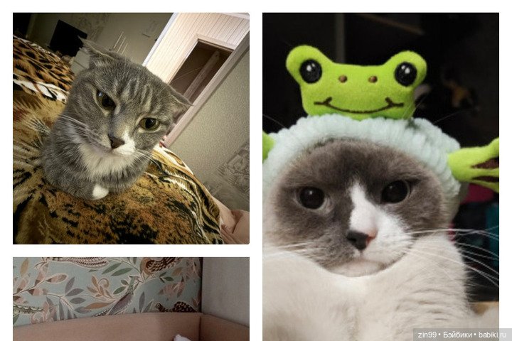 День кошек в России | Бэйбики День кошек в России — В мире животных: смешные фото питомцев и зверей (фото 6)