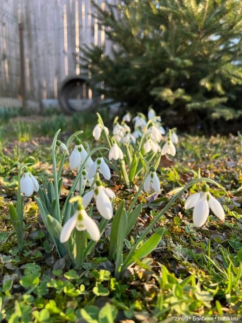 Весна первые цветы и куколки