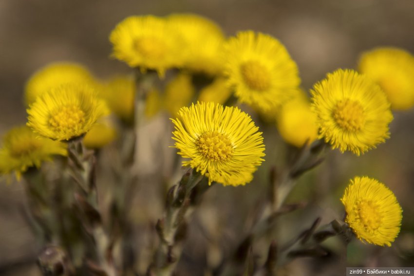 Весна первые цветы и куколки