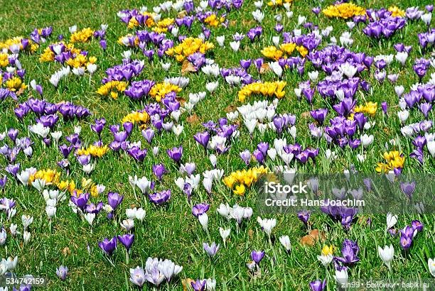 Весна первые цветы и куколки