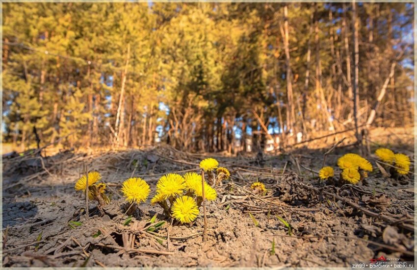 Весна первые цветы и куколки