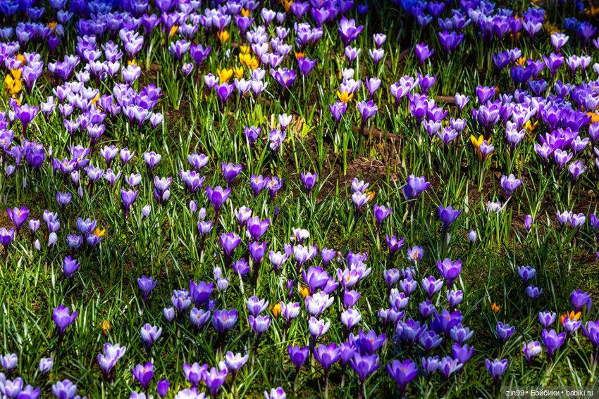 Весна первые цветы и куколки