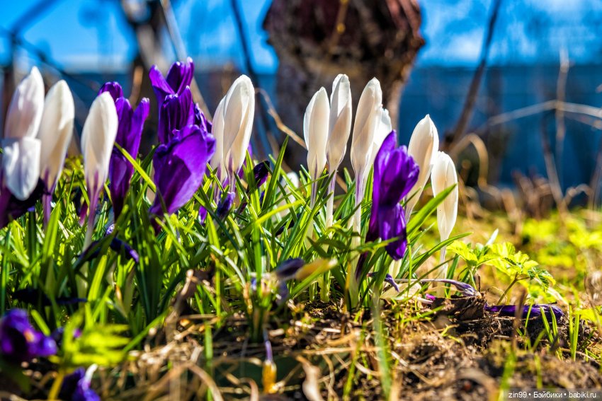 Весна первые цветы и куколки