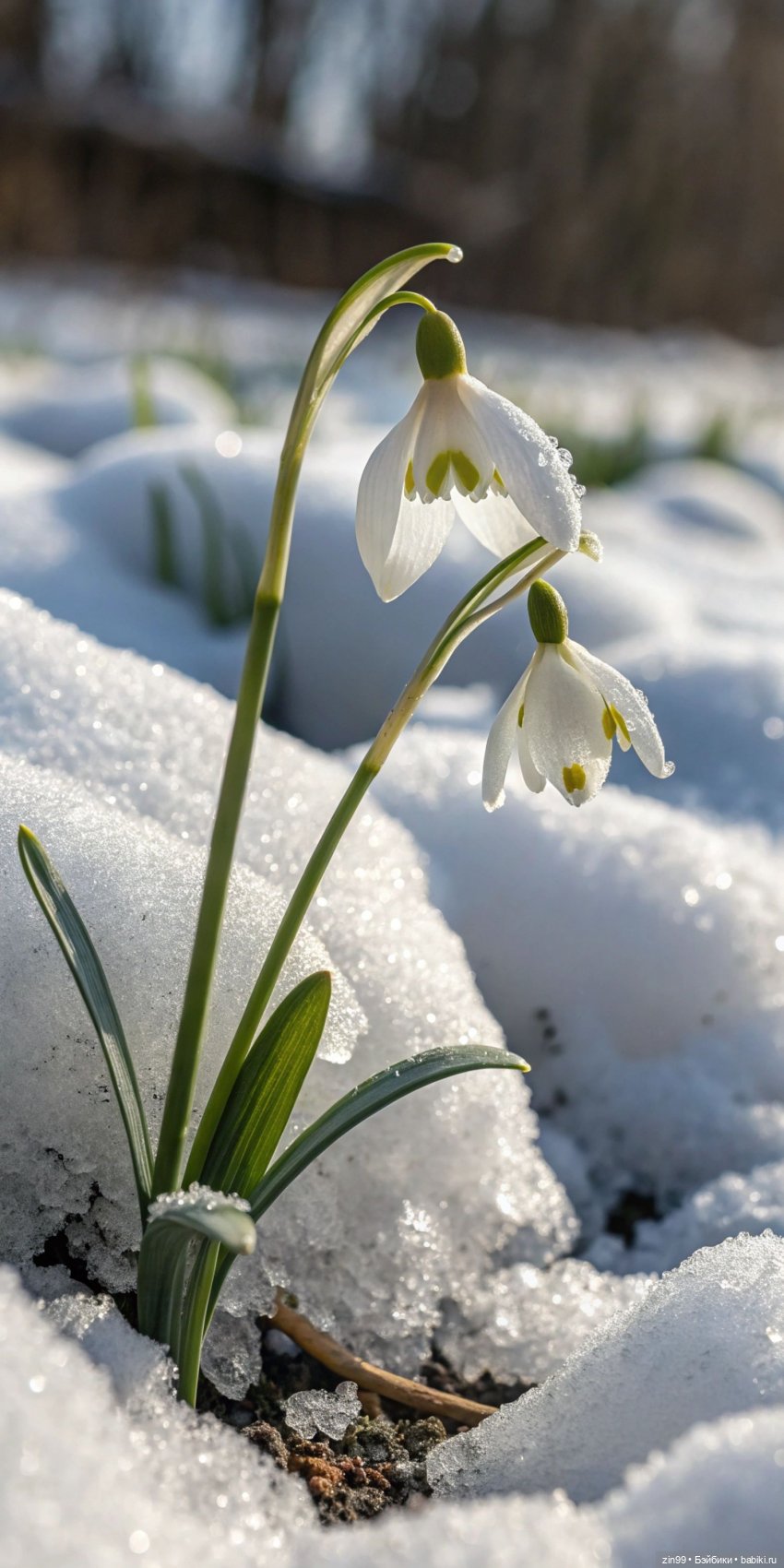 Весна первые цветы и куколки