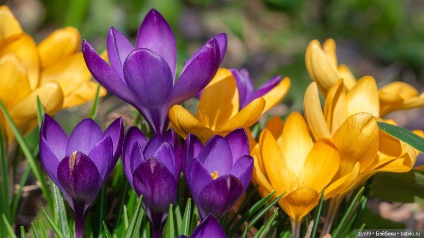 Весна первые цветы и куколки