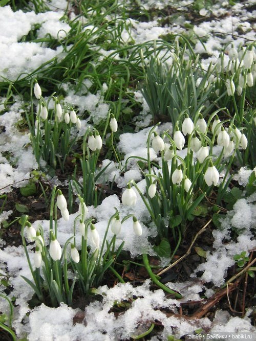 Весна первые цветы и куколки