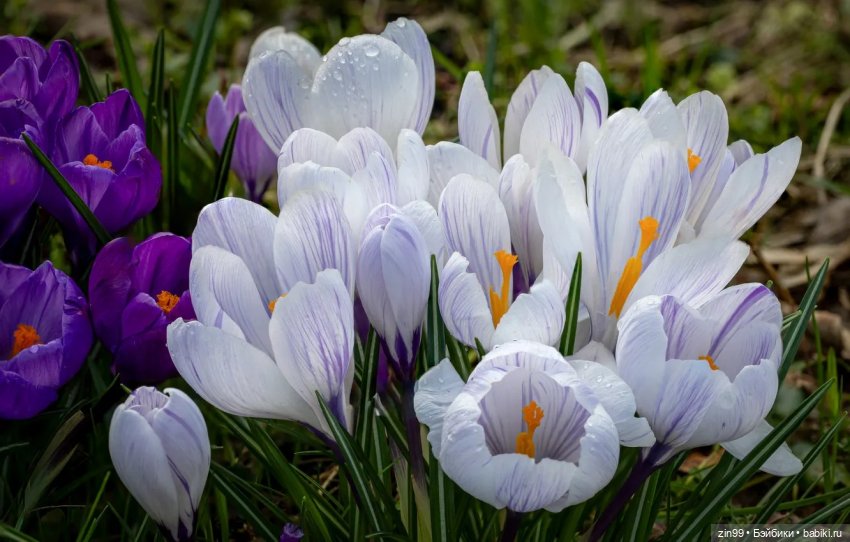 Весна первые цветы и куколки