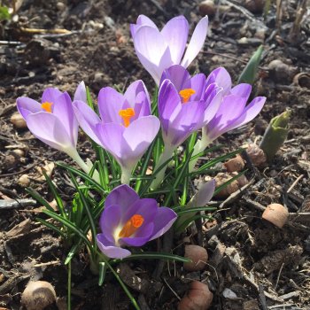 Весна первые цветы и куколки