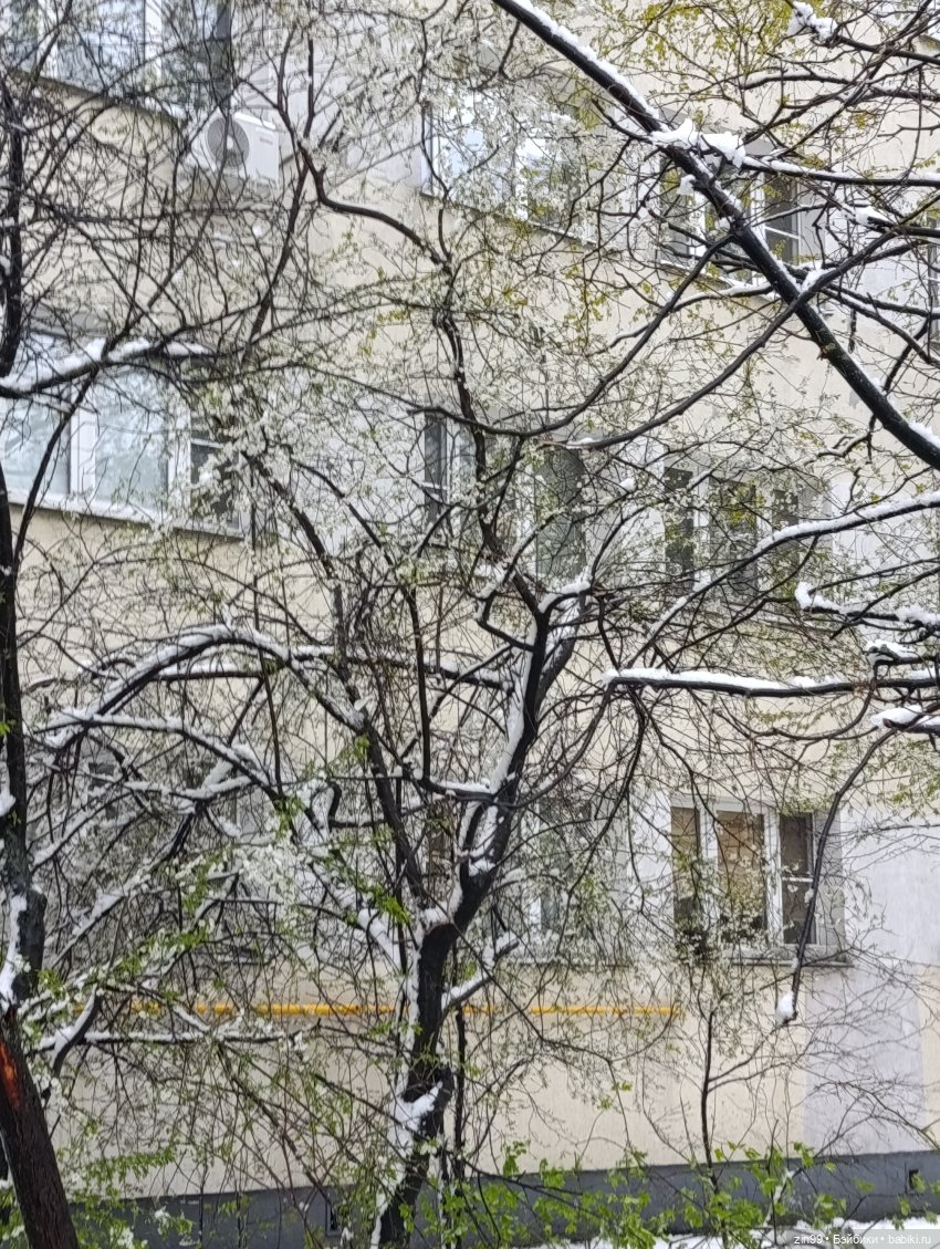 Снег в апреле повалены деревья