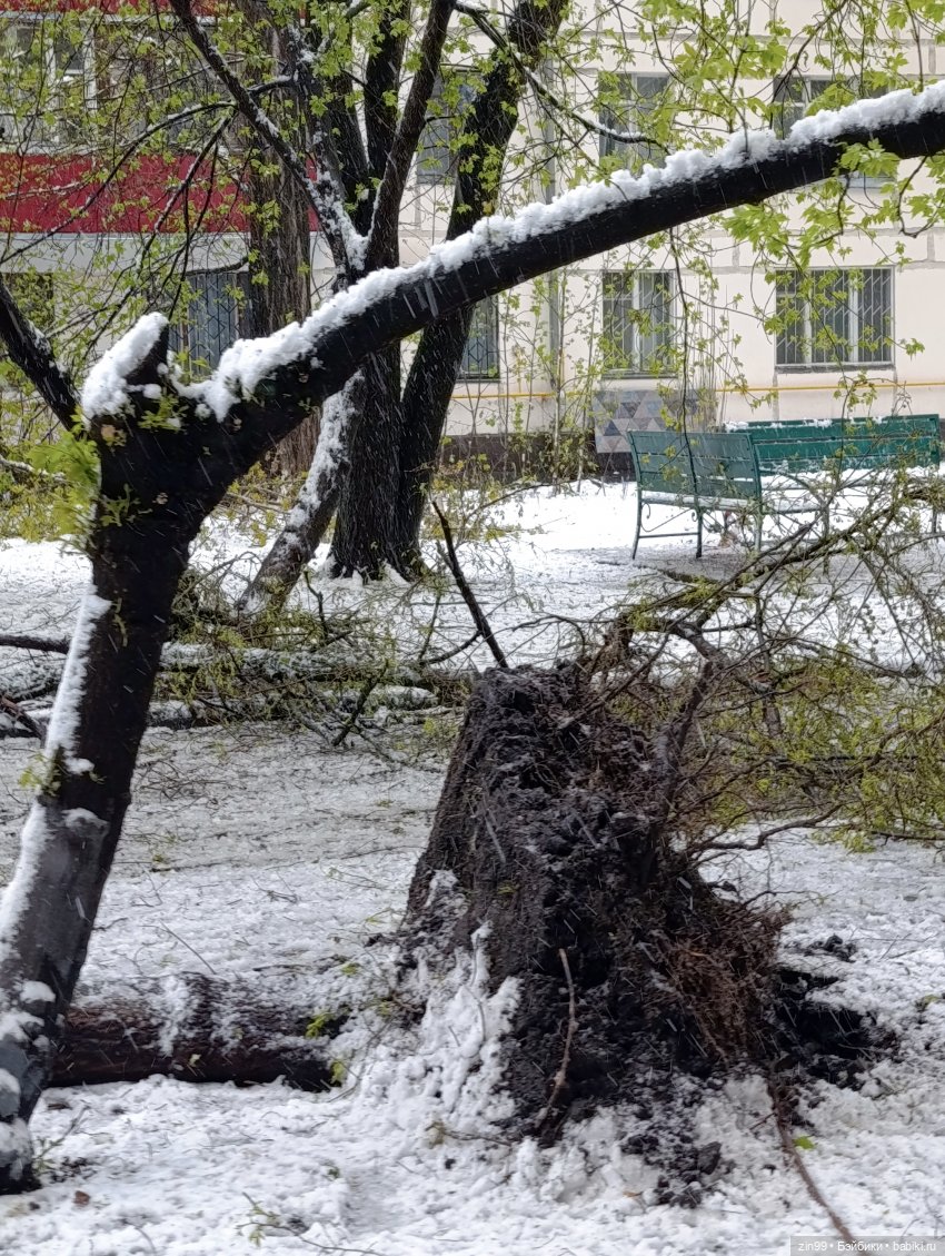 Снег в апреле повалены деревья