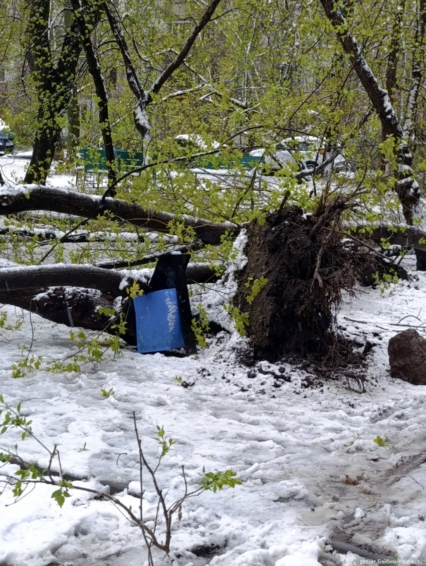 Снег в апреле повалены деревья (фото 9)